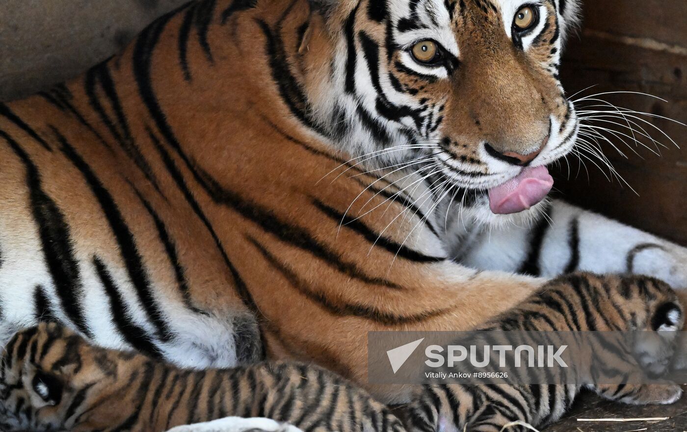 Russia Zoo Amur Tiger Cubs