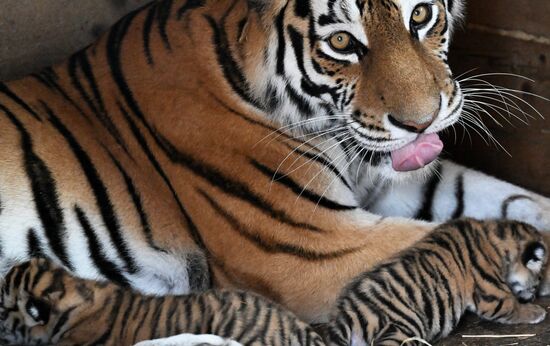 Russia Zoo Amur Tiger Cubs