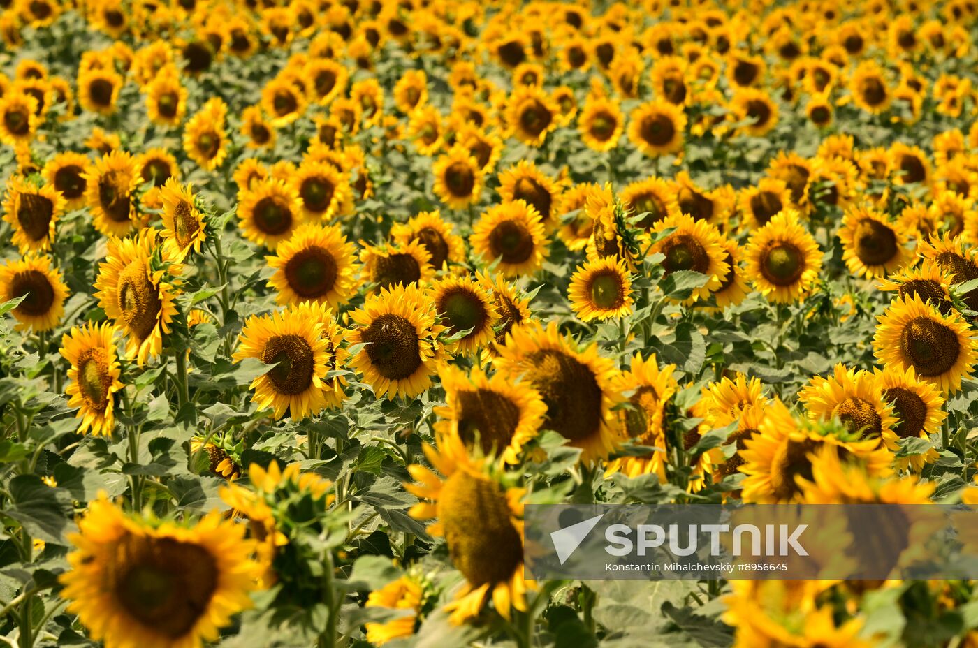 Russia Agriculture Sunflowers