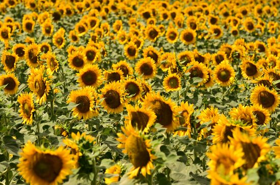 Russia Agriculture Sunflowers