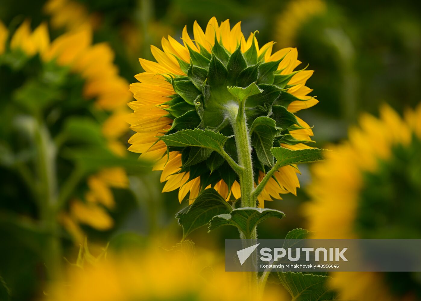 Russia Agriculture Sunflowers