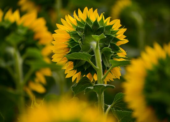Russia Agriculture Sunflowers
