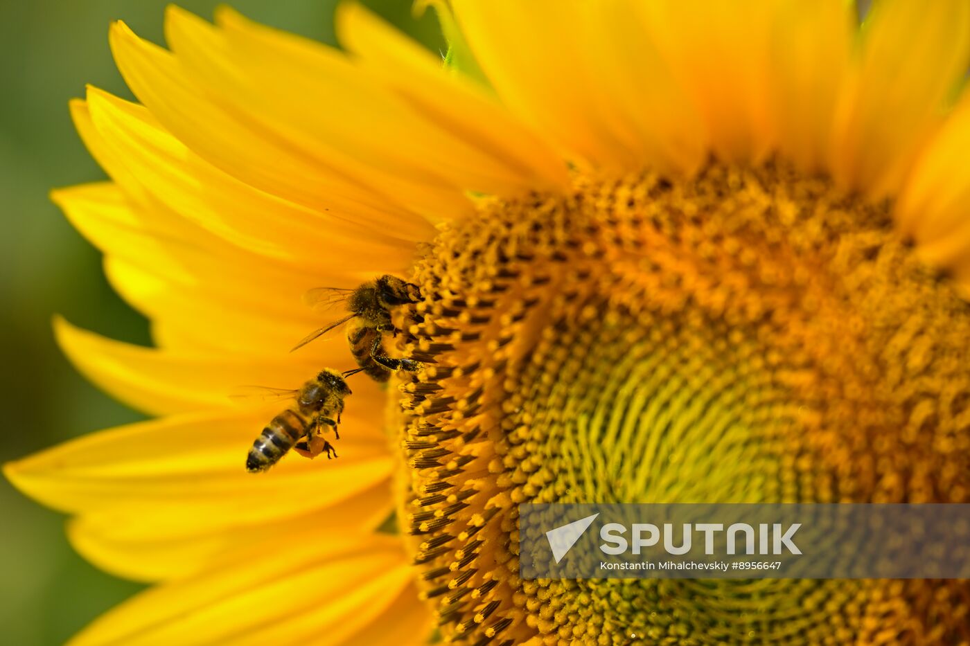 Russia Agriculture Sunflowers