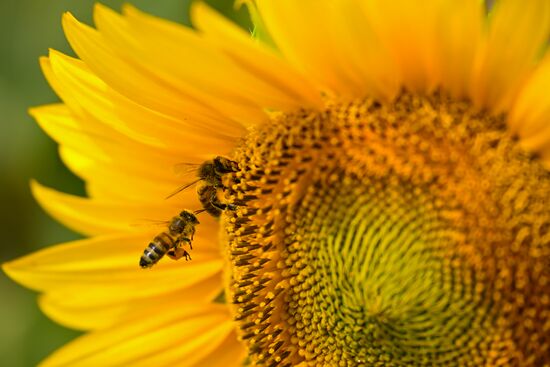 Russia Agriculture Sunflowers