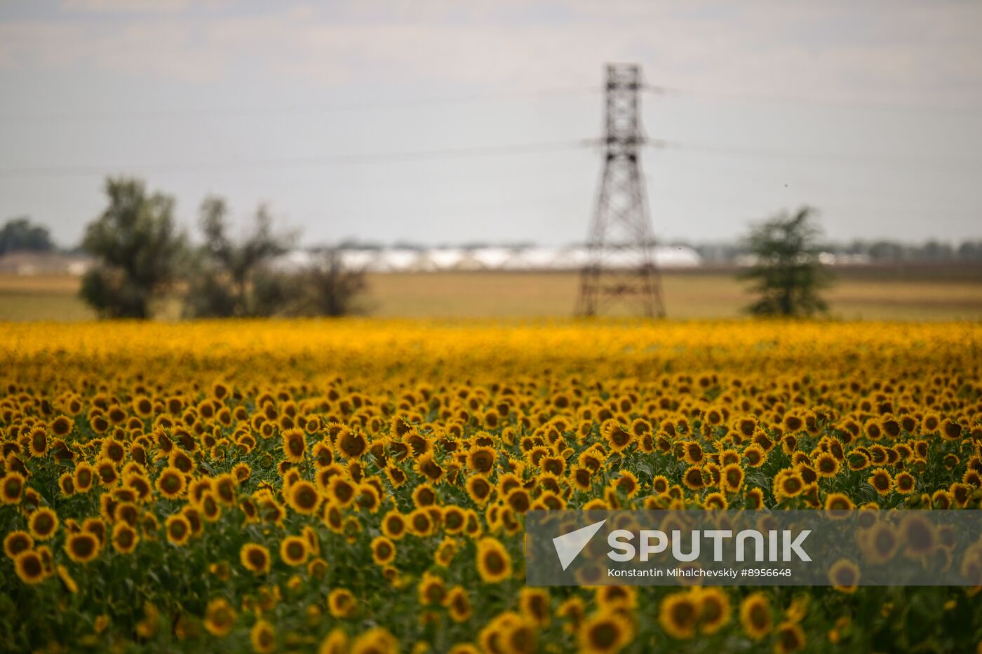 Russia Agriculture Sunflowers