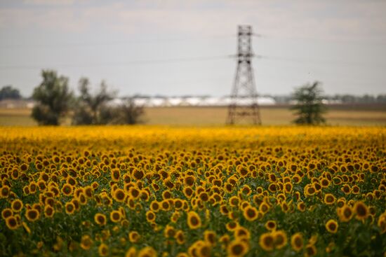 Russia Agriculture Sunflowers