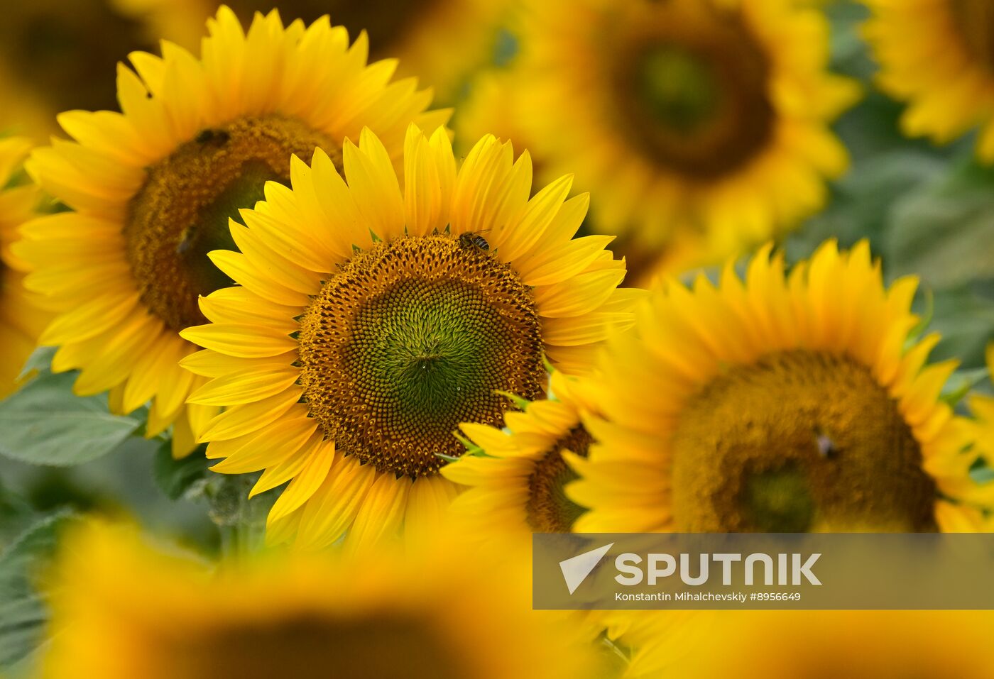 Russia Agriculture Sunflowers