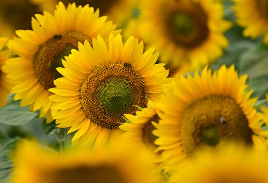 Russia Agriculture Sunflowers