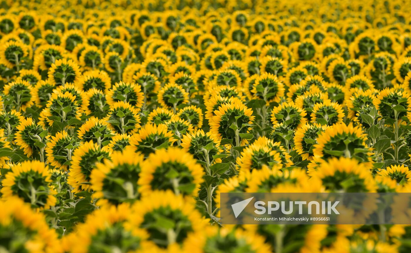 Russia Agriculture Sunflowers