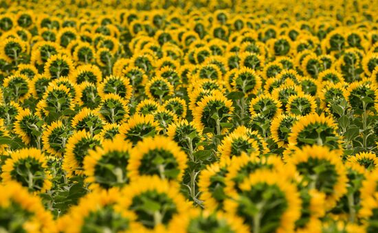 Russia Agriculture Sunflowers
