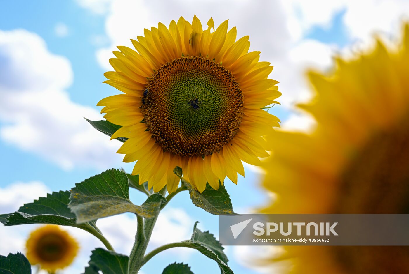 Russia Agriculture Sunflowers