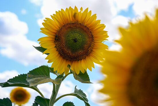 Russia Agriculture Sunflowers