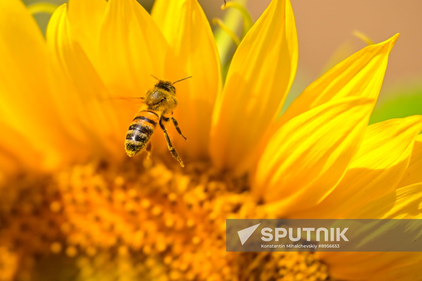 Russia Agriculture Sunflowers