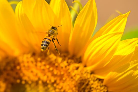 Russia Agriculture Sunflowers