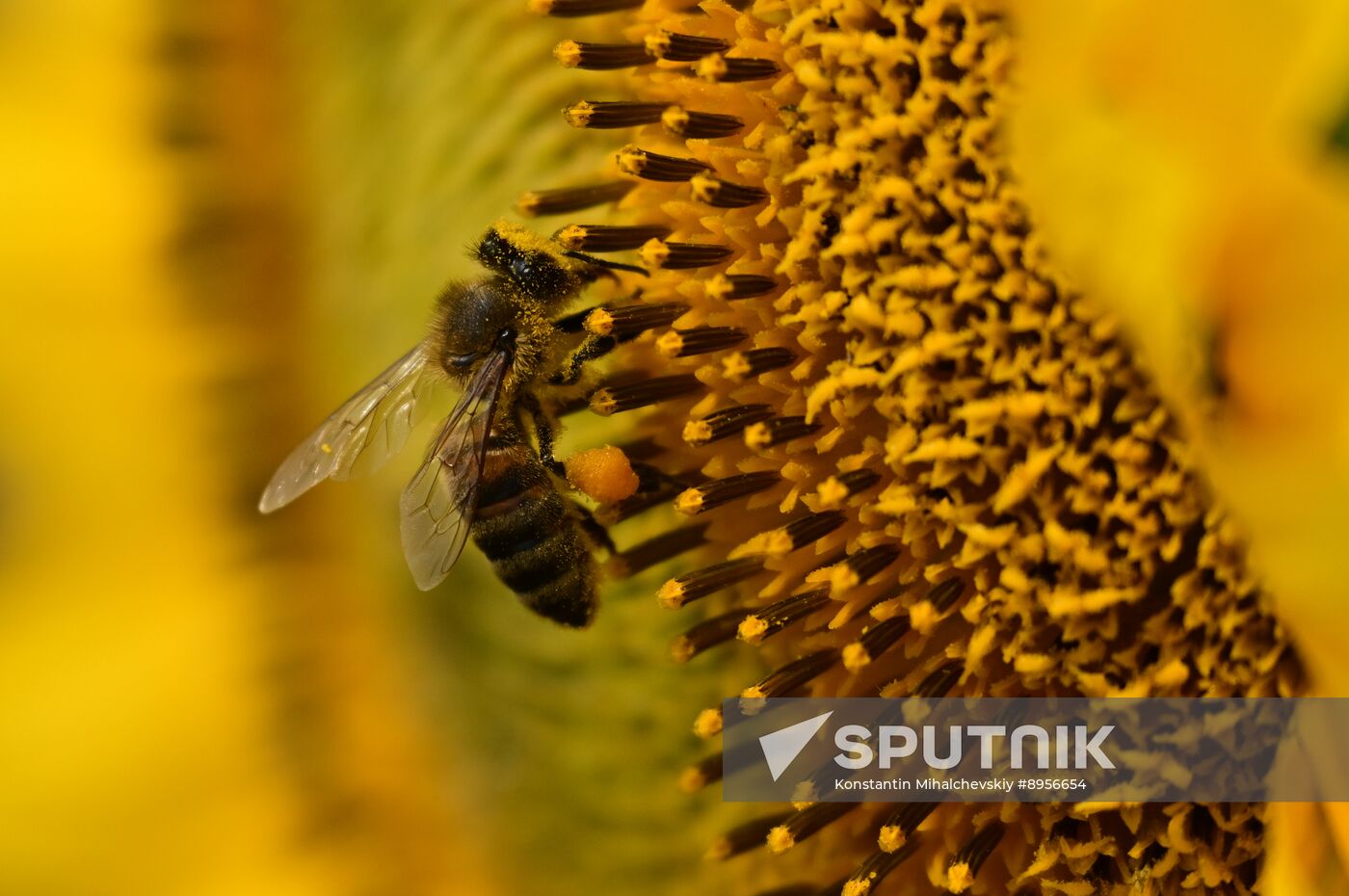 Russia Agriculture Sunflowers
