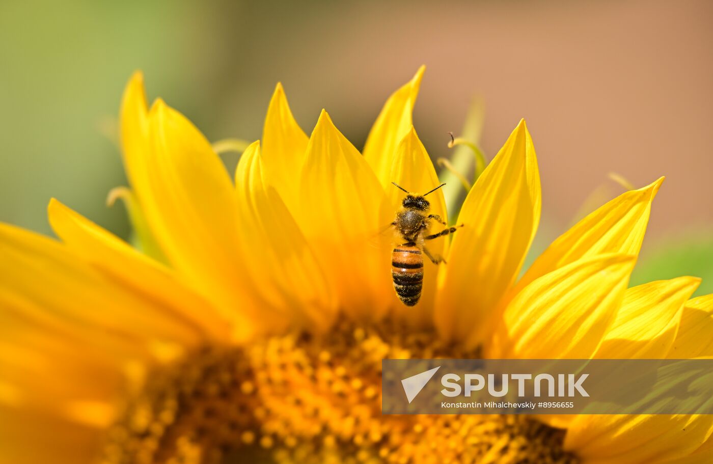 Russia Agriculture Sunflowers