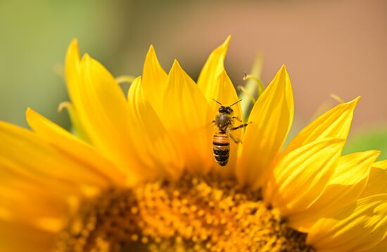 Russia Agriculture Sunflowers