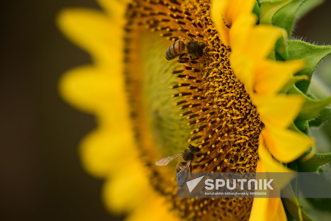 Russia Agriculture Sunflowers