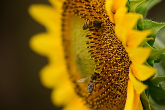 Russia Agriculture Sunflowers