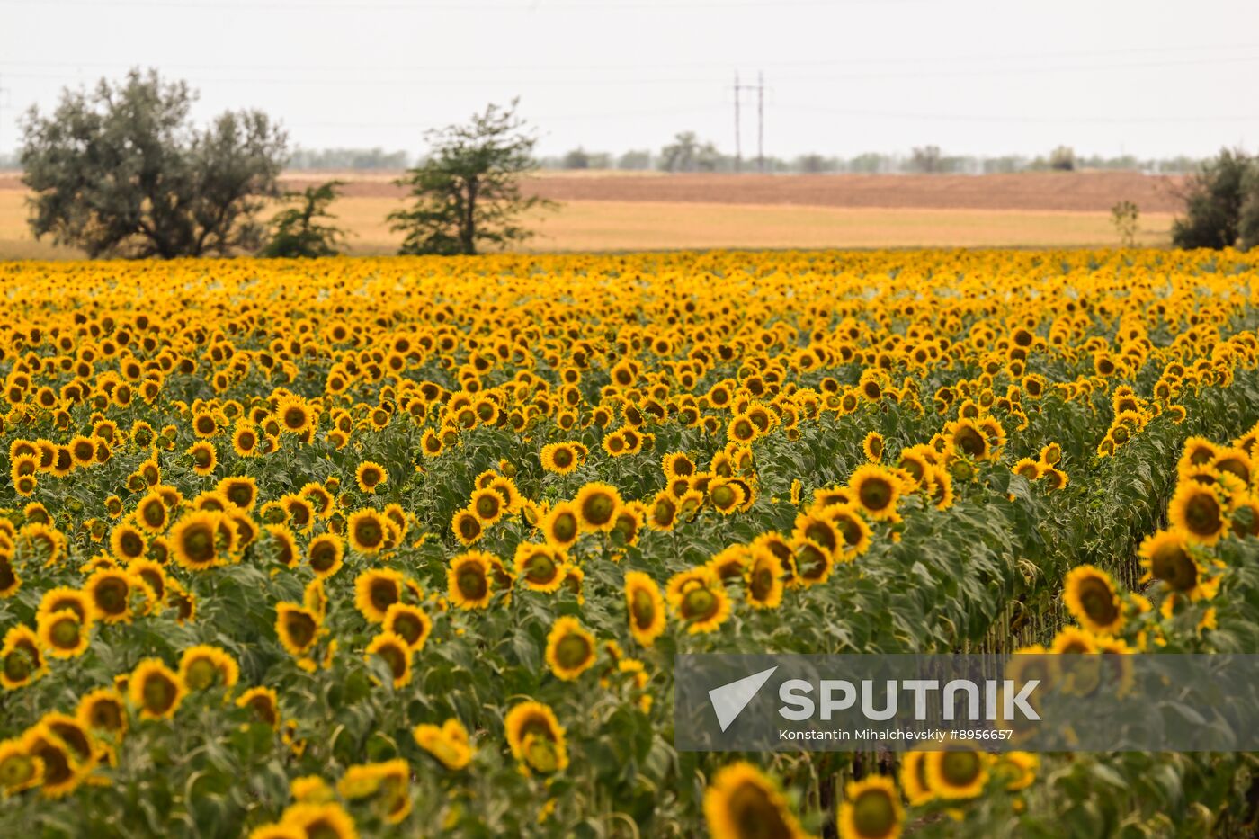 Russia Agriculture Sunflowers