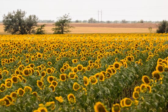 Russia Agriculture Sunflowers