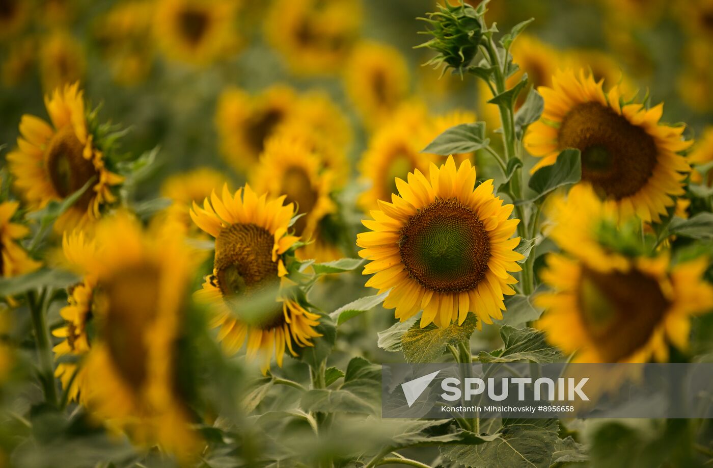 Russia Agriculture Sunflowers