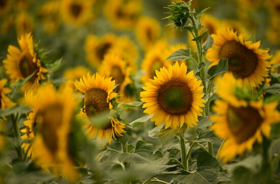 Russia Agriculture Sunflowers