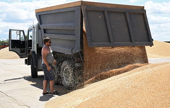 Russia Agriculture Wheat Harvesting