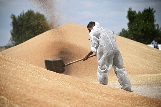 Russia Agriculture Wheat Harvesting