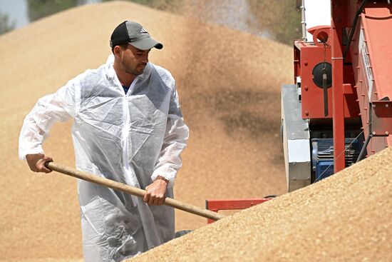 Russia Agriculture Wheat Harvesting