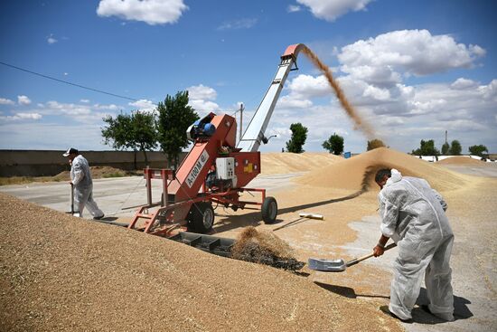 Russia Agriculture Wheat Harvesting