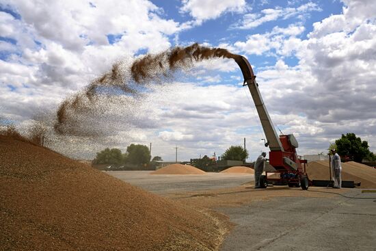 Russia Agriculture Wheat Harvesting