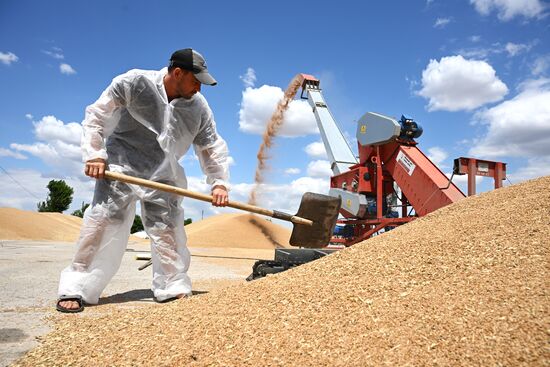 Russia Agriculture Wheat Harvesting