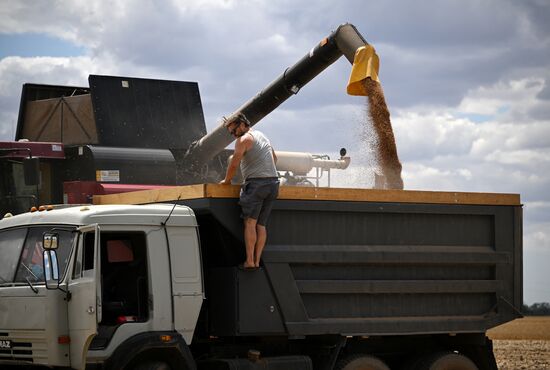 Russia Agriculture Wheat Harvesting
