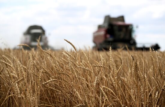 Russia Agriculture Wheat Harvesting