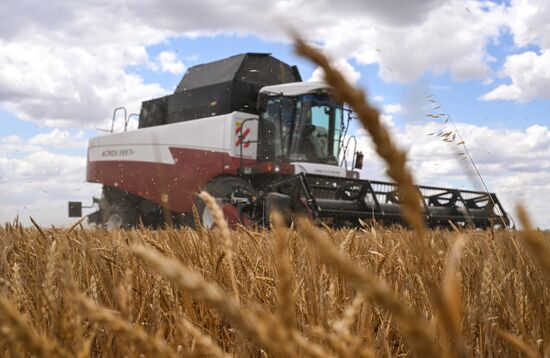 Russia Agriculture Wheat Harvesting