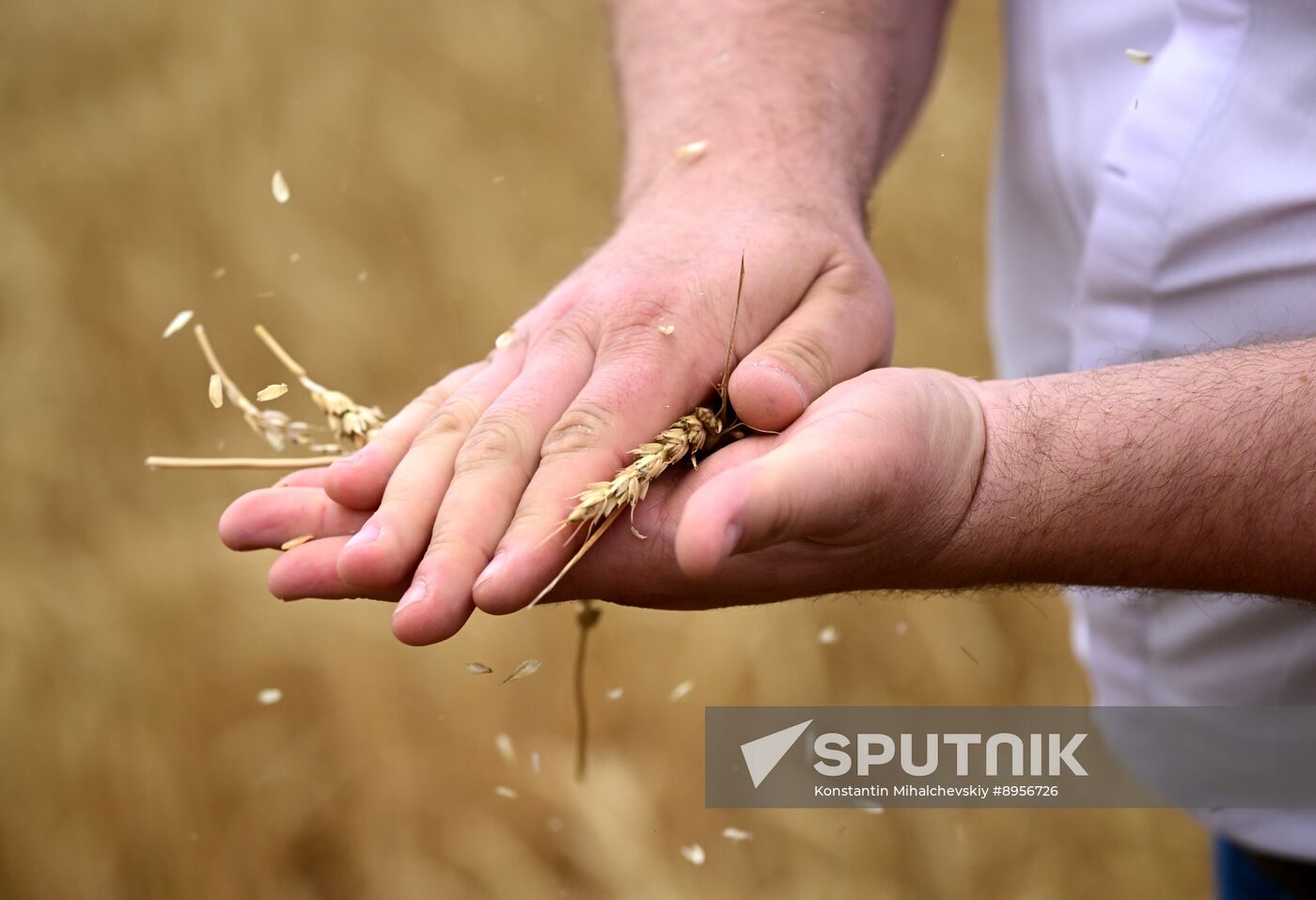 Russia Agriculture Wheat Harvesting
