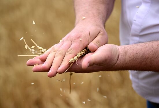 Russia Agriculture Wheat Harvesting