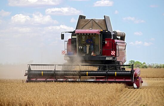 Russia Agriculture Wheat Harvesting