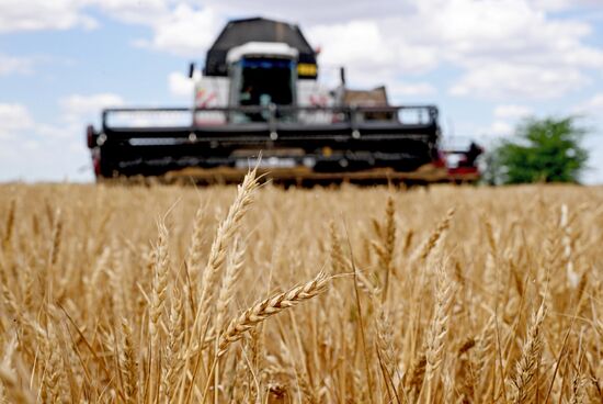 Russia Agriculture Wheat Harvesting