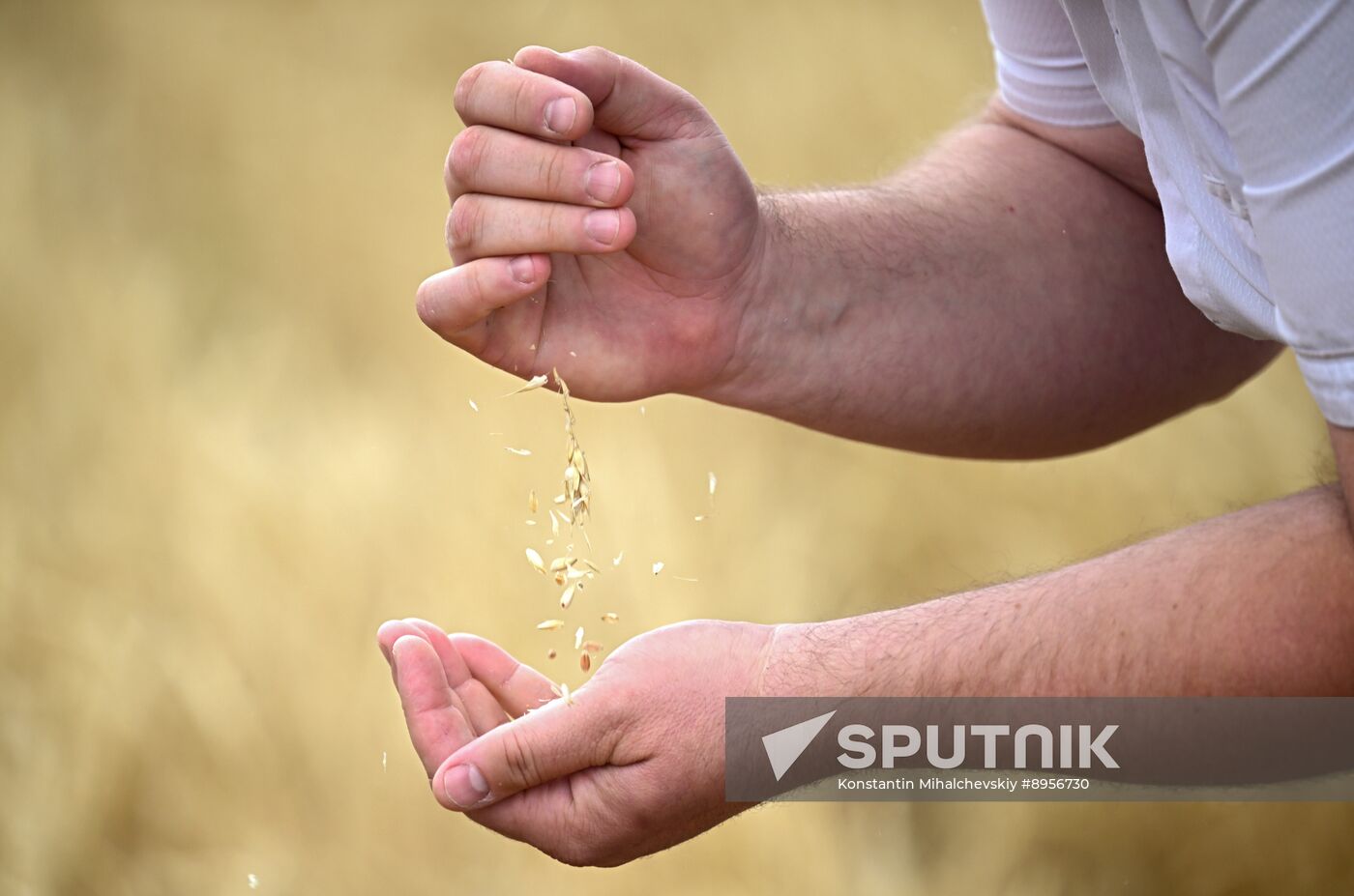 Russia Agriculture Wheat Harvesting