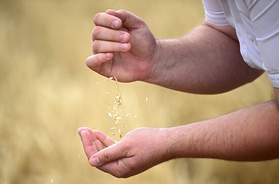 Russia Agriculture Wheat Harvesting