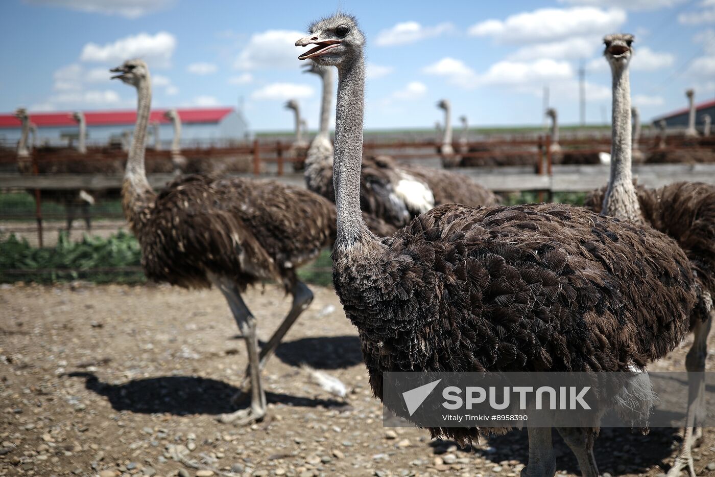 Russia Ostrich Farm