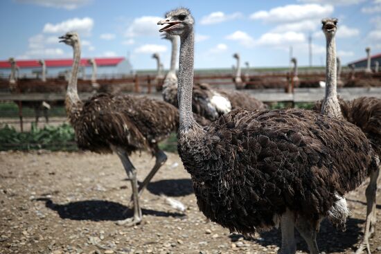 Russia Ostrich Farm
