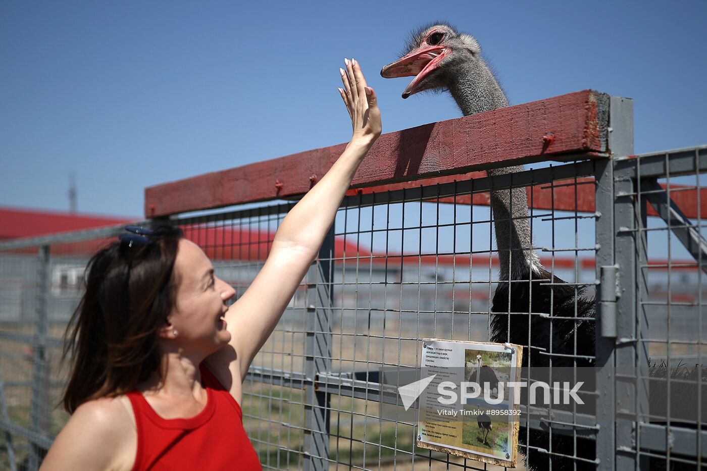Russia Ostrich Farm