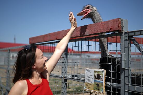 Russia Ostrich Farm