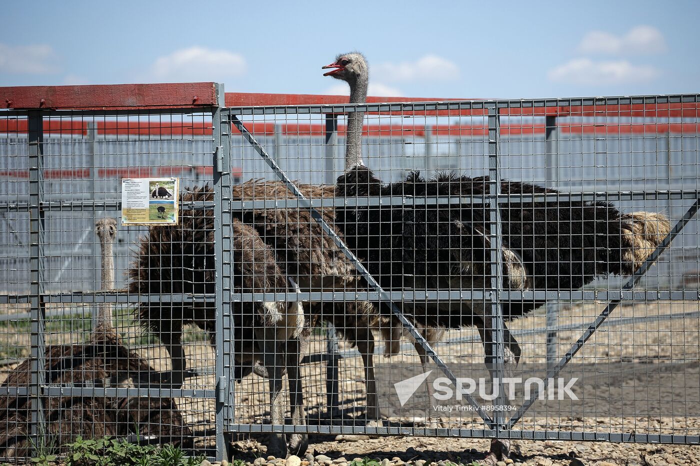 Russia Ostrich Farm