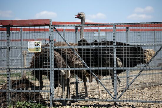 Russia Ostrich Farm