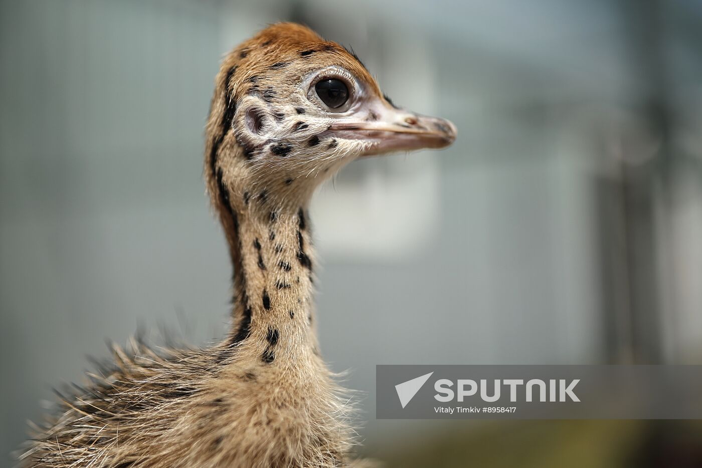 Russia Ostrich Farm