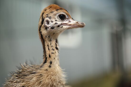 Russia Ostrich Farm
